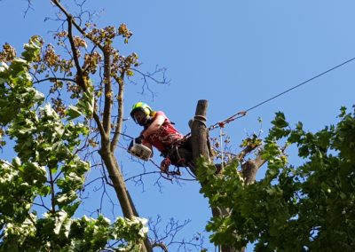 ZAKLÁDÁNÍ A ÚDRŽBA ZAHRAD 29