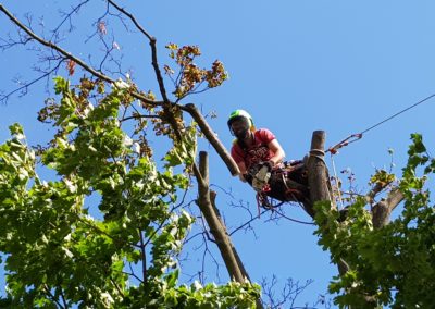 PÉČE O VEŘEJNOU ZELEŇ – Brno – Jan servus 28