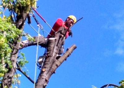 ARBORISTIKA – Brno – Jan servus 8