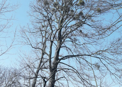 ARBORISTIKA – Brno – Jan servus 4